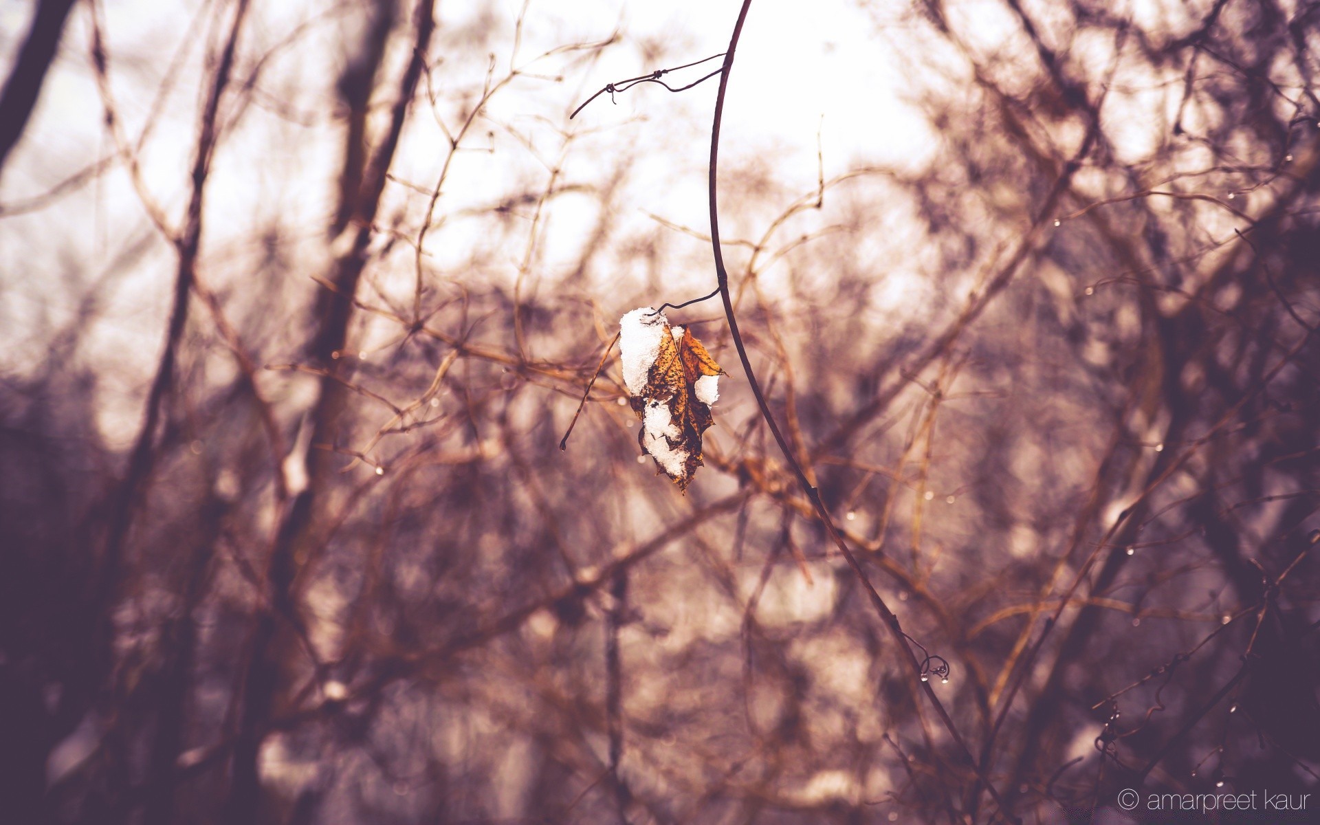 invierno árbol naturaleza al aire libre pájaro madera nieve rama vida silvestre luz otoño parque animal amanecer frío paisaje temporada medio ambiente