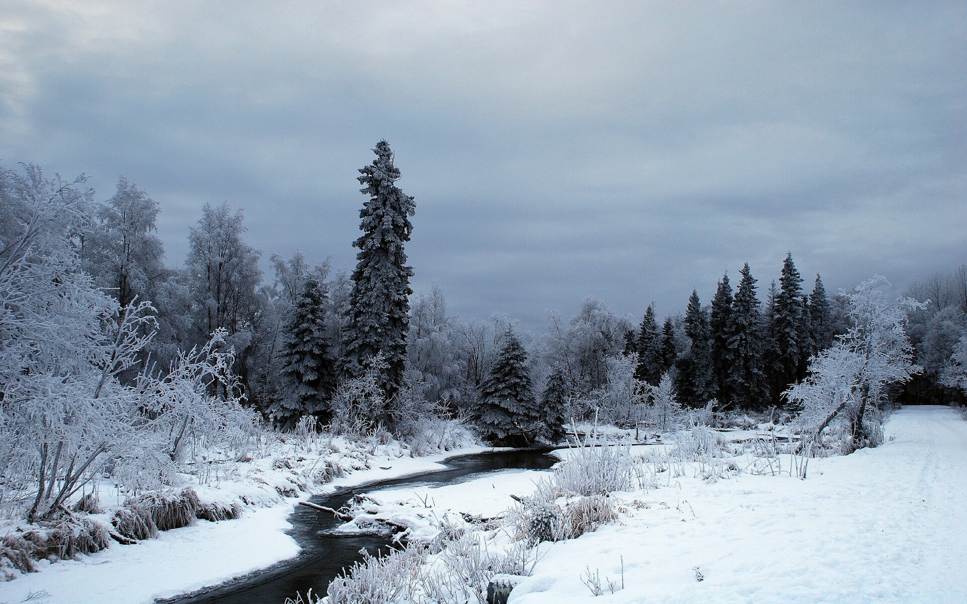 invierno nieve frío escarcha hielo madera congelado árbol paisaje tiempo naturaleza al aire libre escénico escarcha montañas niebla temporada