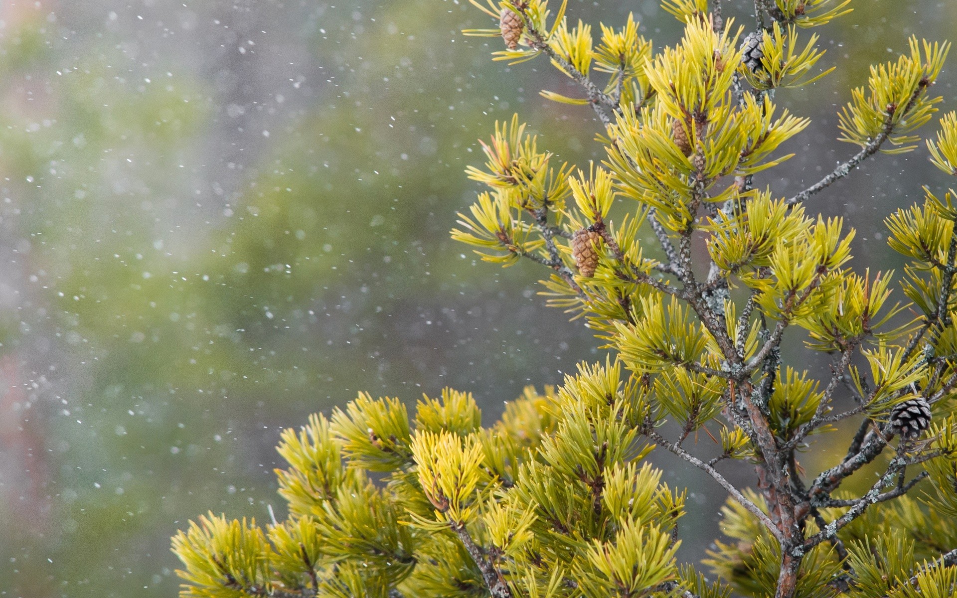 invierno naturaleza árbol flora al aire libre rama hoja flor verano temporada crecimiento medio ambiente color jardín brillante hermoso