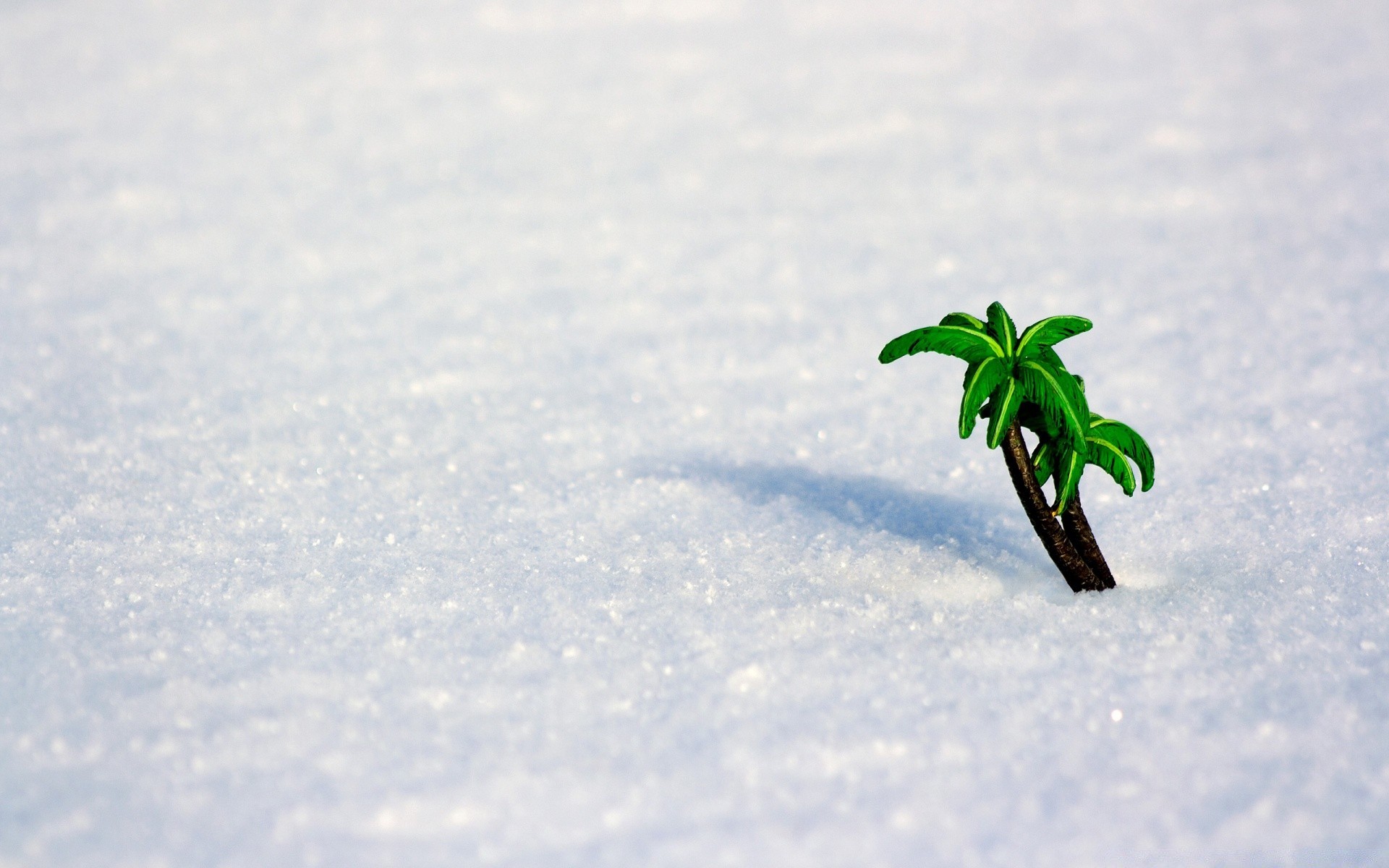 winter schnee natur blatt im freien unschärfe medium himmel landschaft wachstum baum