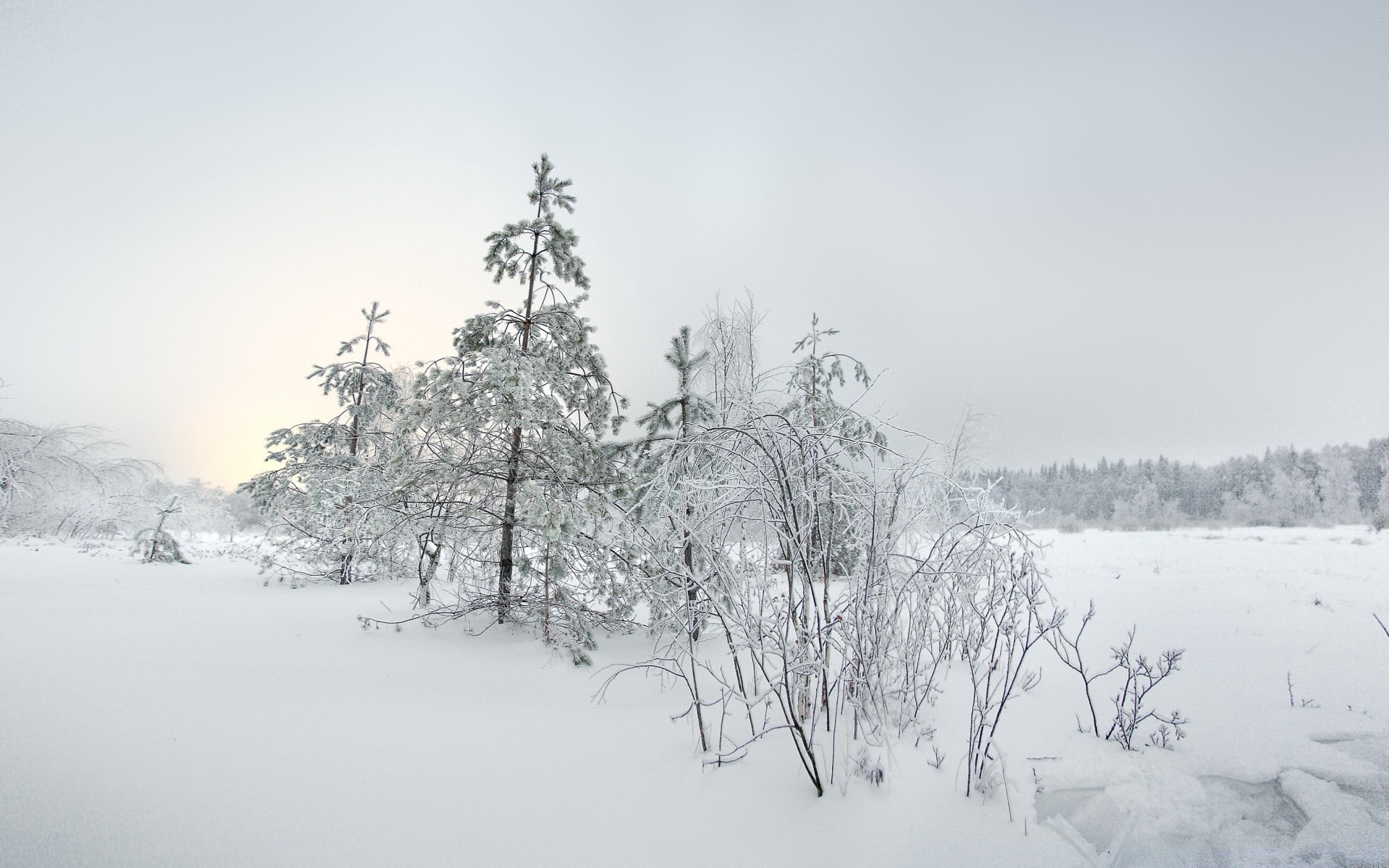 invierno nieve frío escarcha congelado árbol hielo paisaje madera tiempo niebla helada naturaleza temporada escénico ventisca blanco como la nieve rama