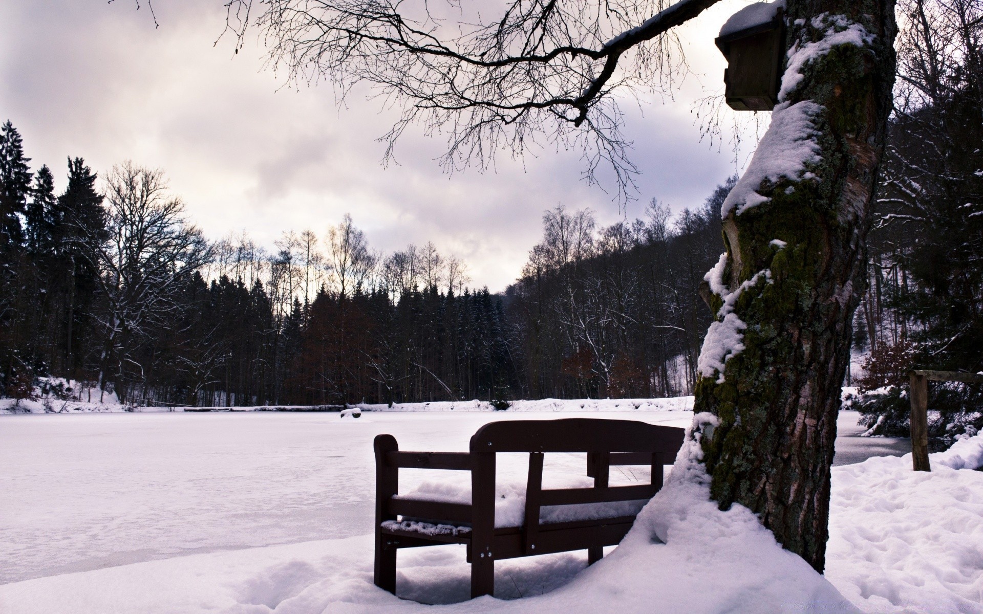 hiver neige froid bois bois gel congelé glace paysage météo scénique saison en plein air neigeux banc tempête de neige