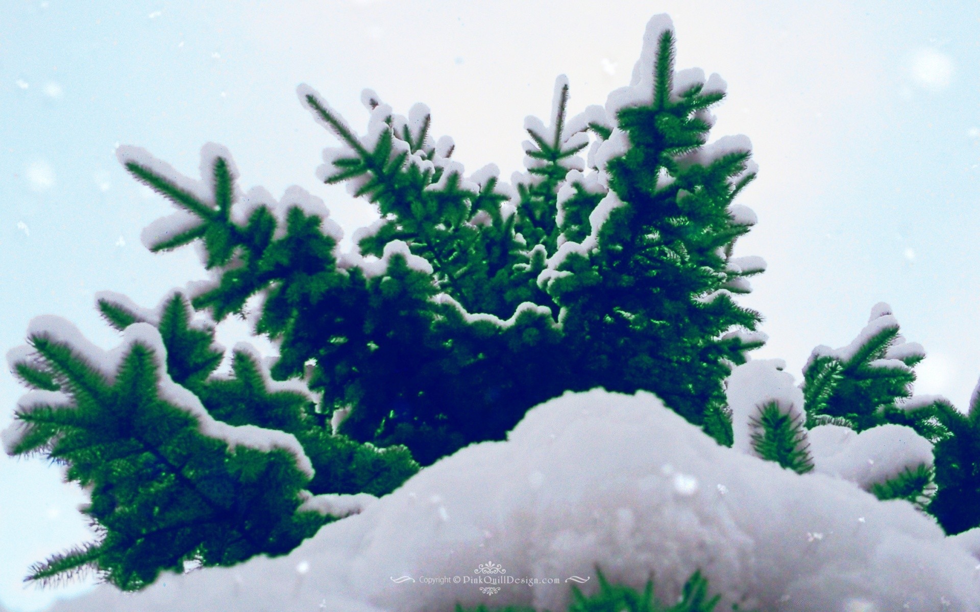 winter baum weihnachten landschaft saison schnee evergreen natur zweig tageslicht im freien nadelbaum wetter umwelt flora kiefer