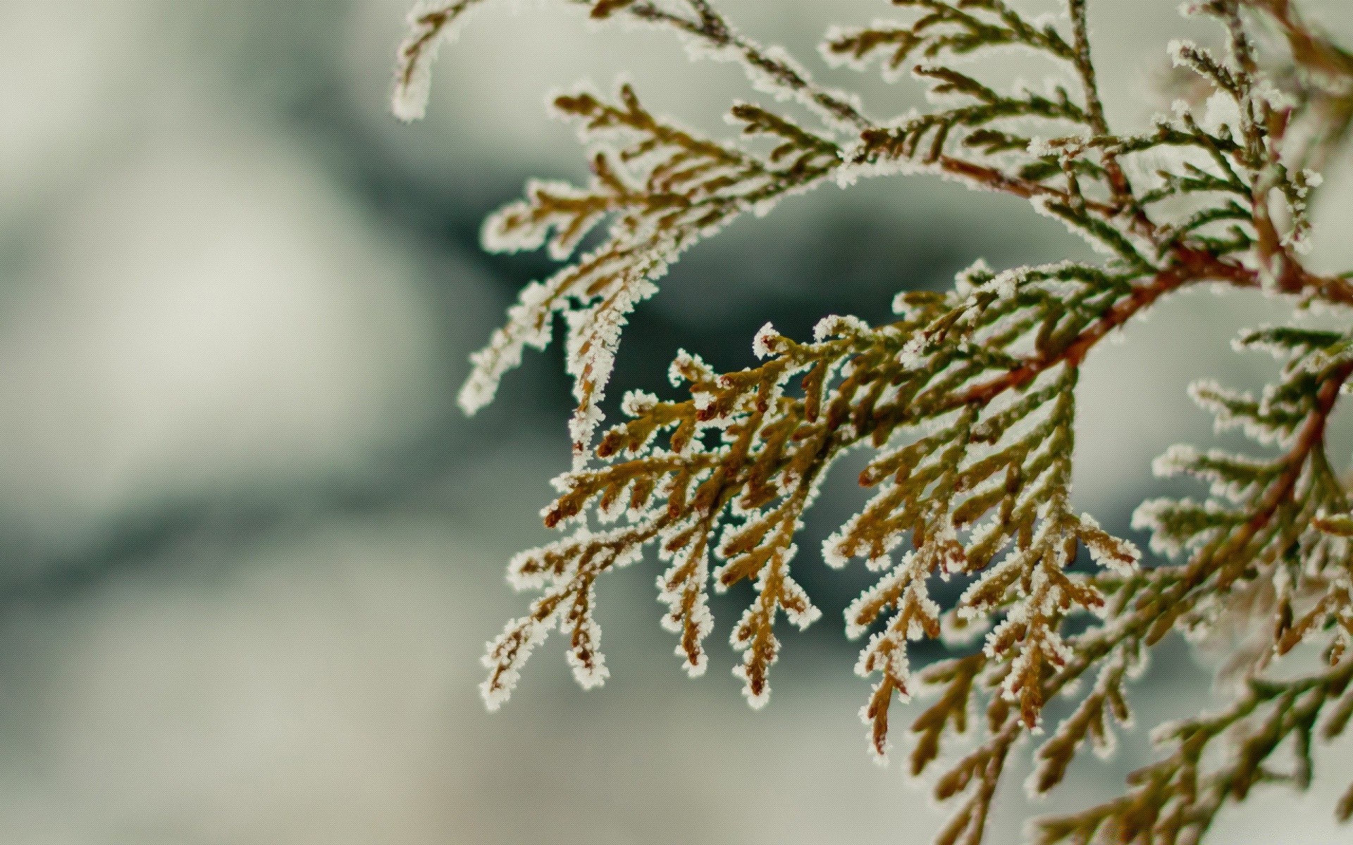 zima drzewo natura oddział mróz na zewnątrz boże narodzenie rozmycie flora liść sezon śnieg zbliżenie dekoracje pulpit jasne światło dzienne drewno kolor