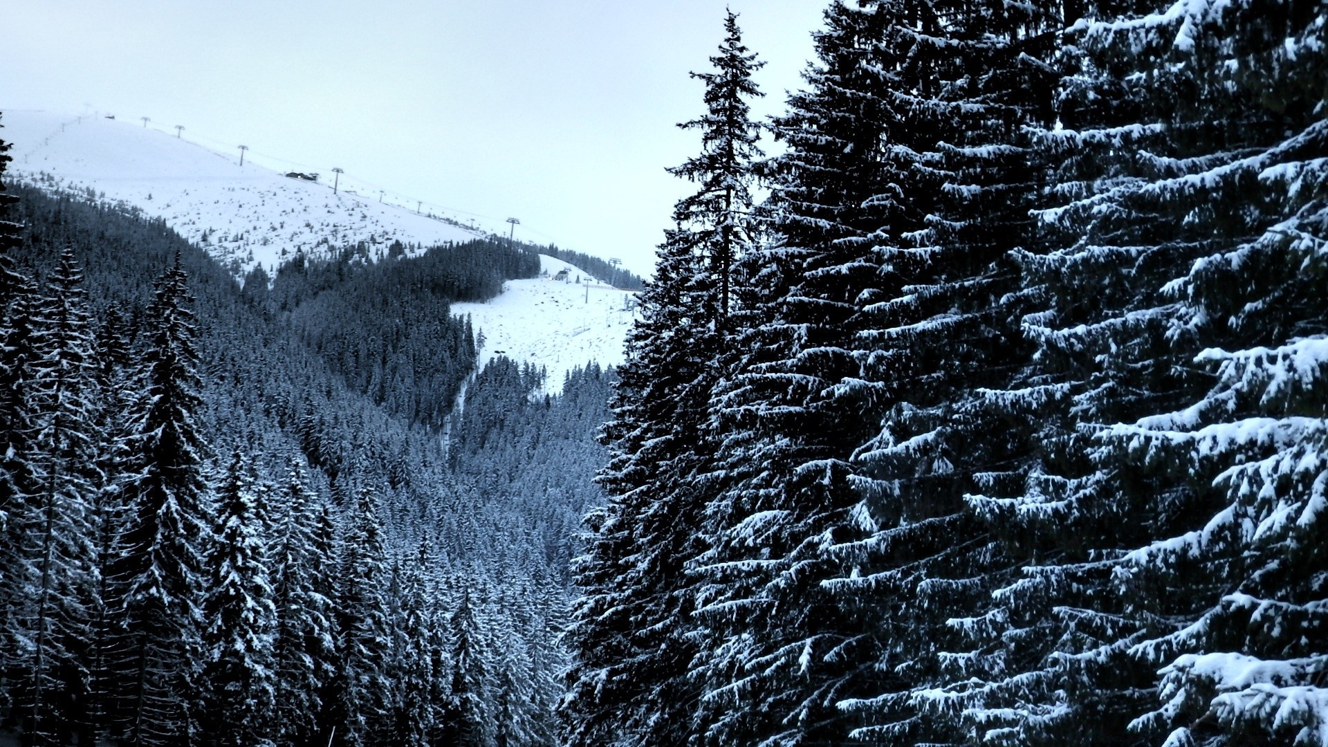 winter schnee frost kälte holz holz gefroren natur landschaft saison eis nadelbaum evergreen wetter kiefer landschaftlich berge tanne im freien