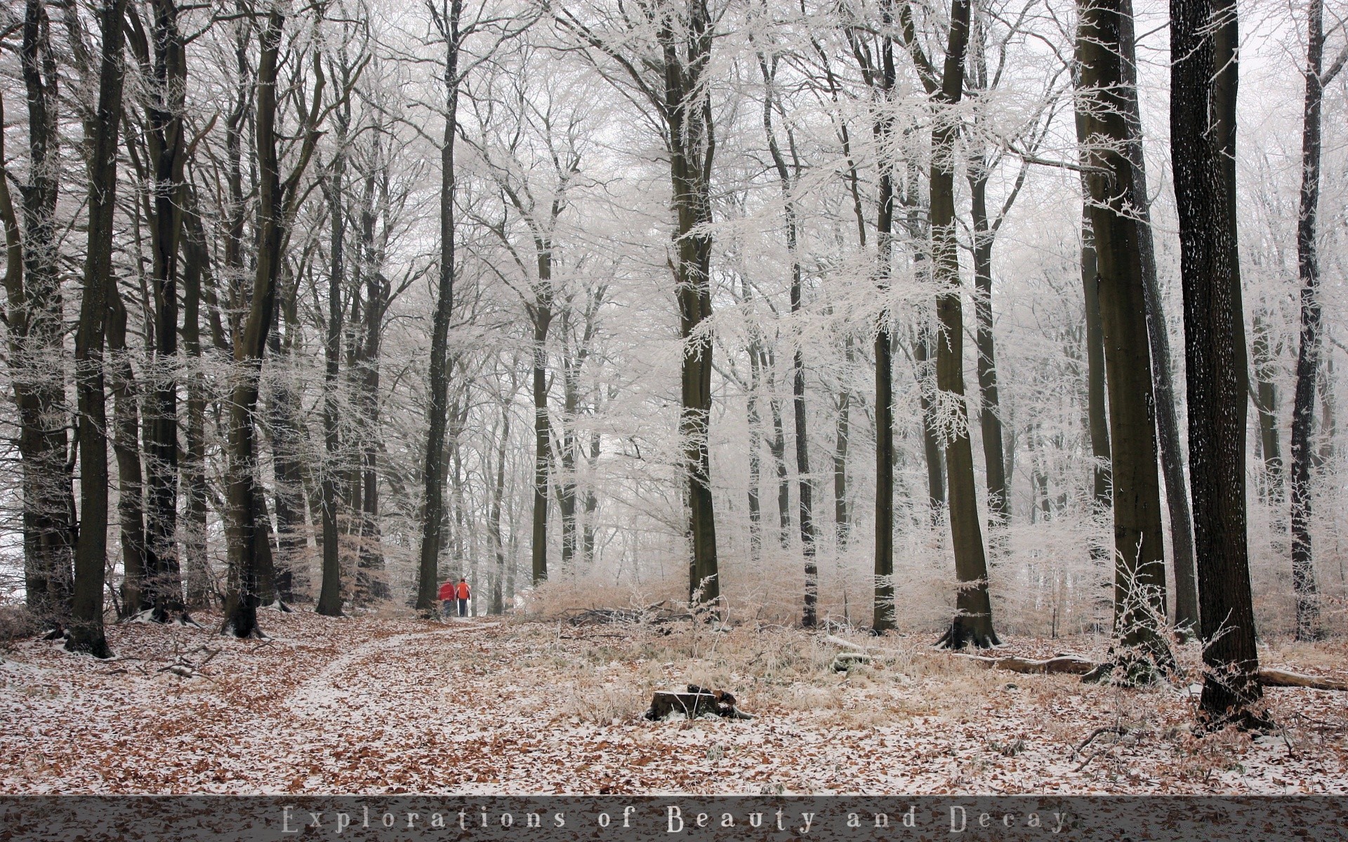 winter wood tree snow landscape season nature frost weather cold guidance road park fog branch fall scene environment ice