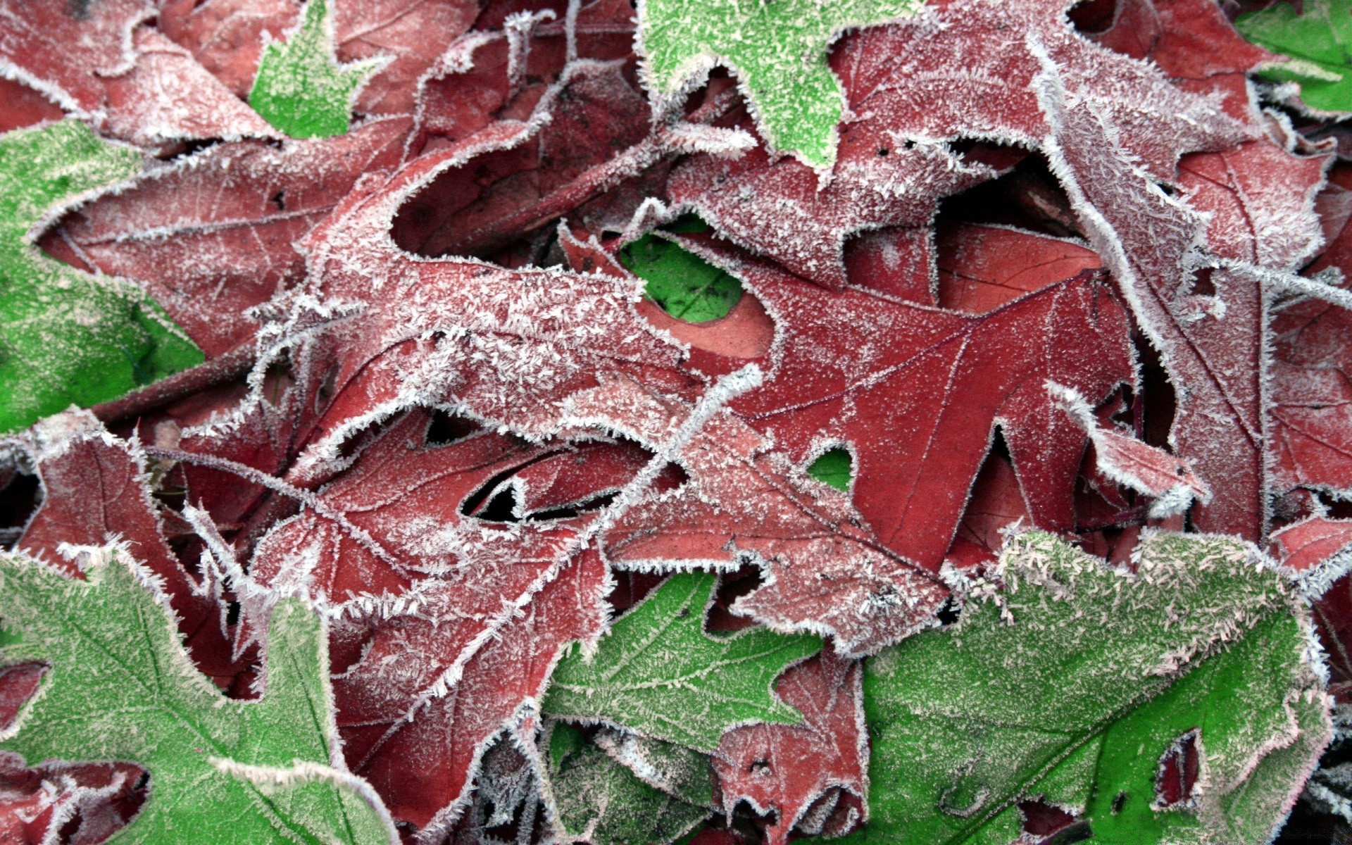 winter blatt natur muster flora herbst desktop baum textur frost saison schließen farbe abstrakt horizontal umwelt im freien