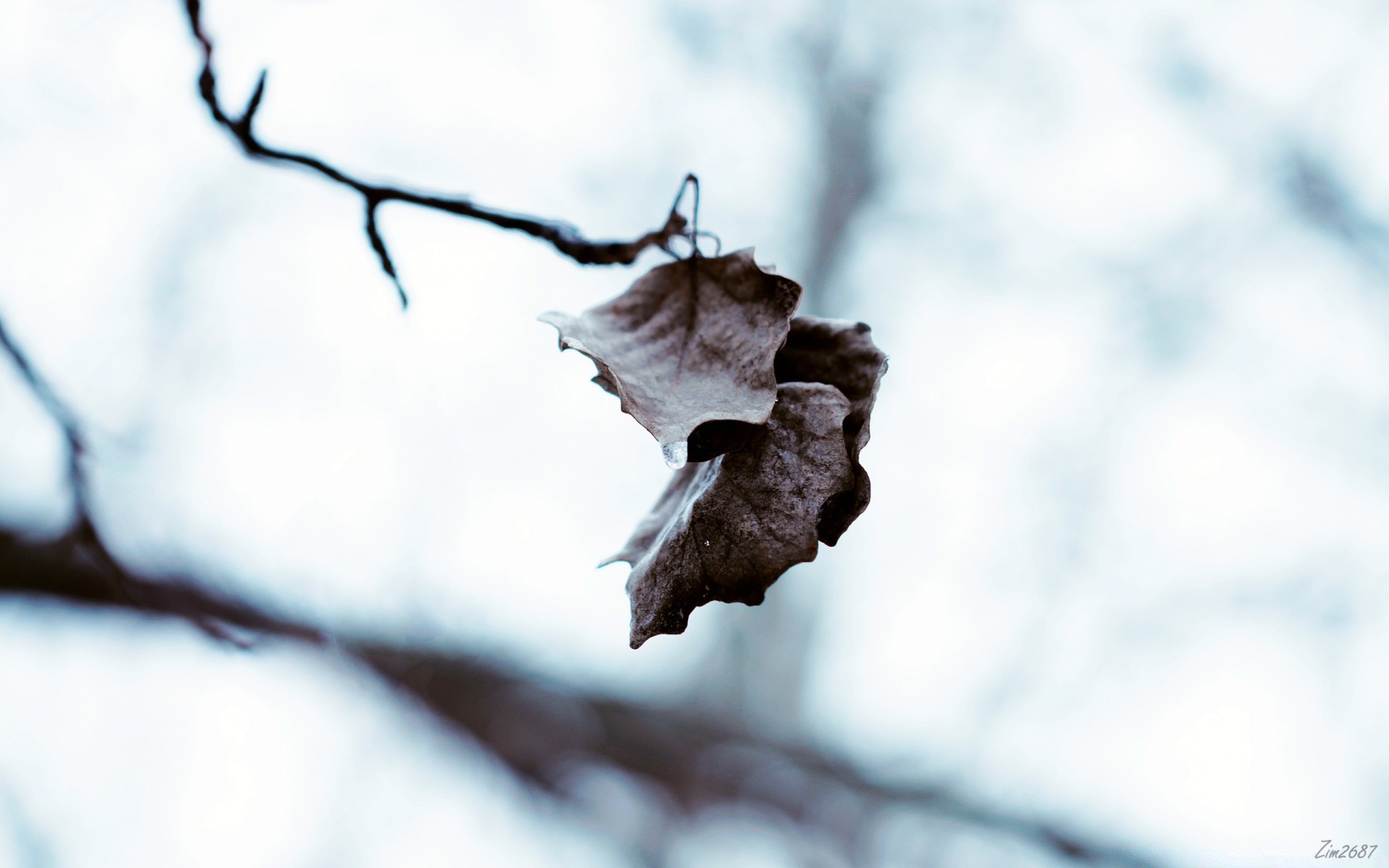 winter baum schnee im freien unschärfe natur zweig herbst frost blatt dof jahreszeit kälte licht tageslicht fokus gutes wetter