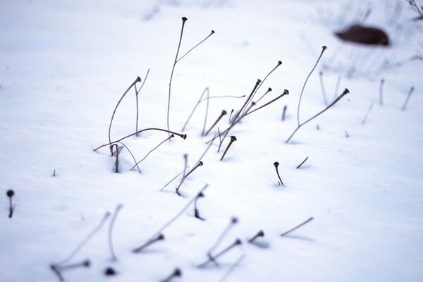 In a snow-covered field, old grass peeps through