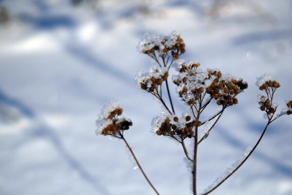 Замерзшее растение в ясный зимний день
