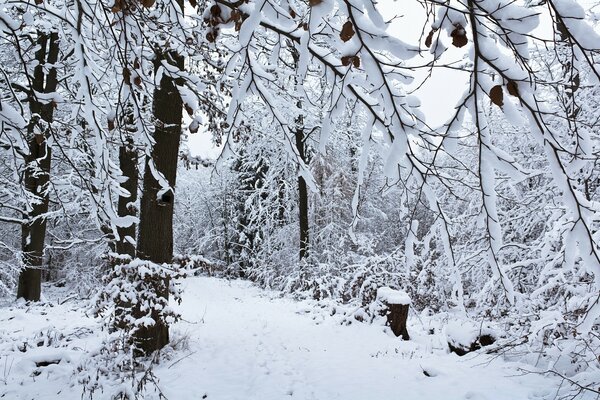 Cold winter snow forest