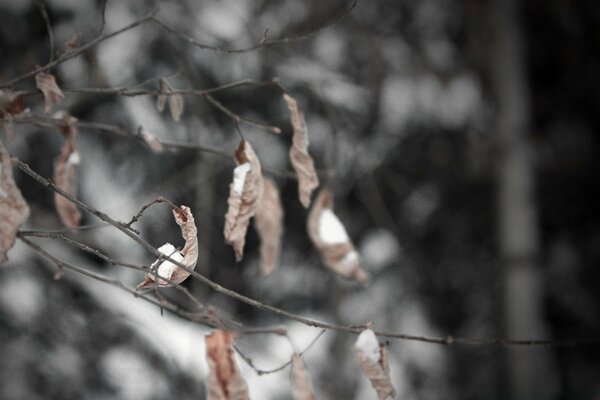 Autumn leaves in winter. Nature