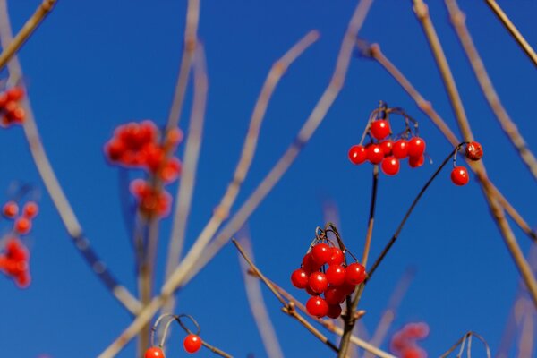 Winter mountain ash in the sun