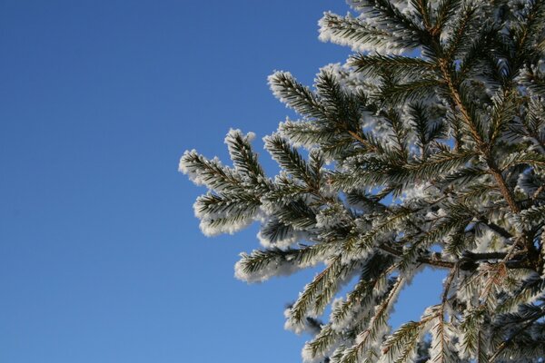 Winterbaum in der Sonne