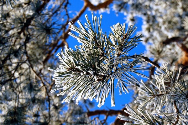 Fir needles covered with frost