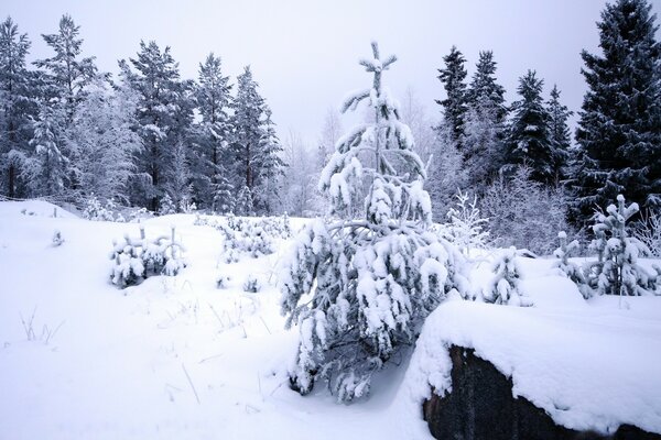 Winterwald in der Natur