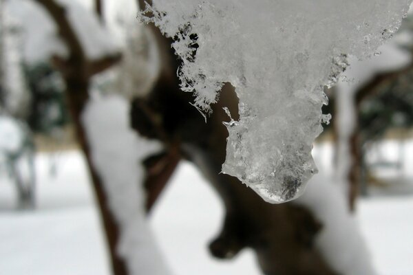 Frozen snow on a branch in winter