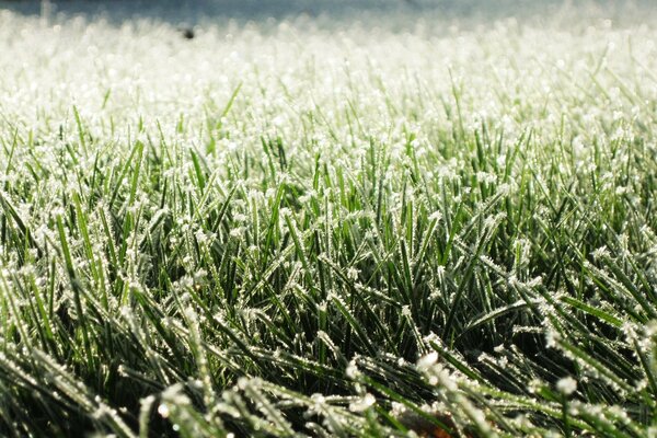 L herbe dans le pâturage bruisse du vent