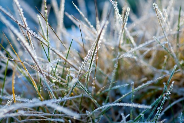 Morgendlicher Frost auf dem grünen Rasen