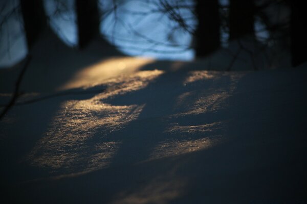 Snow cover of the forest at sunset