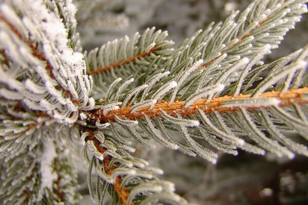 Nadeln der blauen Fichte im Winter im Frost