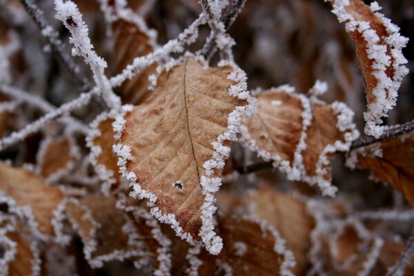 L hiver est venu et la neige est tombée