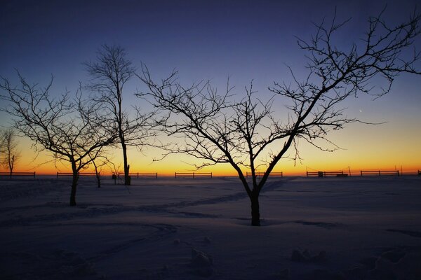 Arbres d hiver en attendant l aube