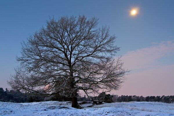 Árvore solitária no campo de Inverno