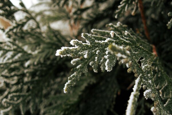 View of spruce branches in the winter forest