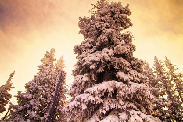 Forest with Christmas trees and landscape