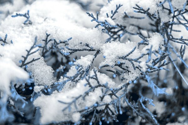 Fluffy snow on fir branches