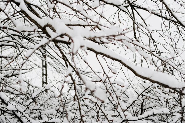 Ветви в снегу. Зимний пейзаж