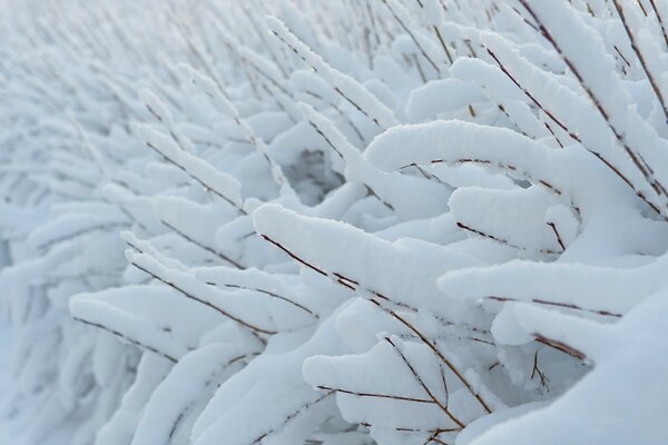 寒冷冬天白雪复盖的树木