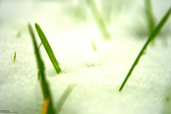 There are plant sprouts among the snow