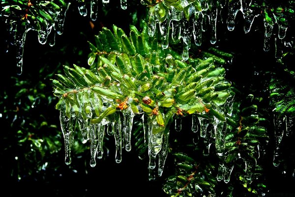 Una vista fascinante del hielo en el follaje