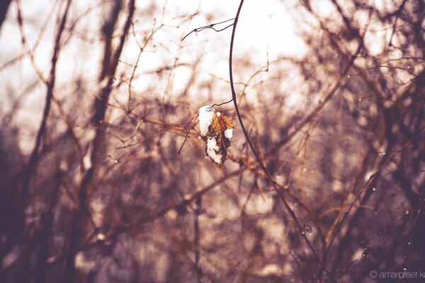 Pájaro en un árbol hermoso paisaje