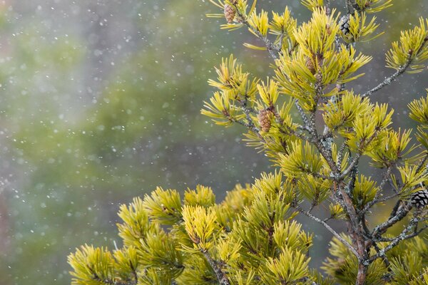 Der Atem des Winters und ein Zweig von Nadeln