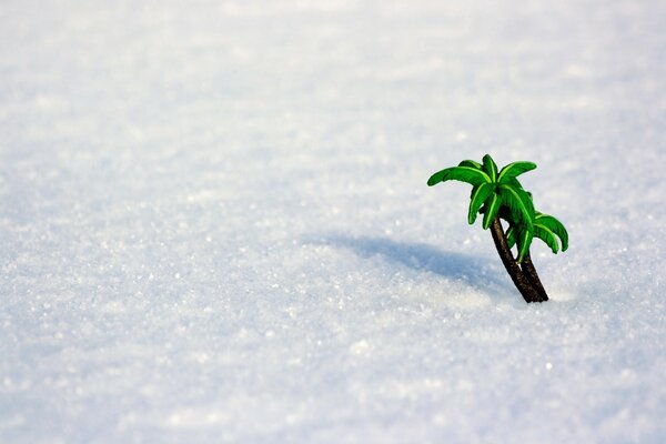 Natura. Fetta d estate sulla neve