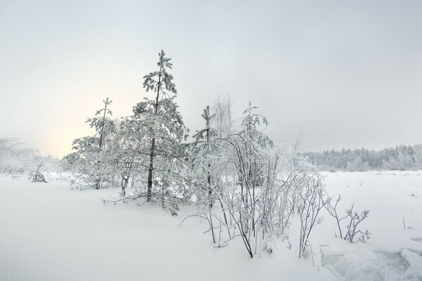 Schneereicher Winter im kalten Wald