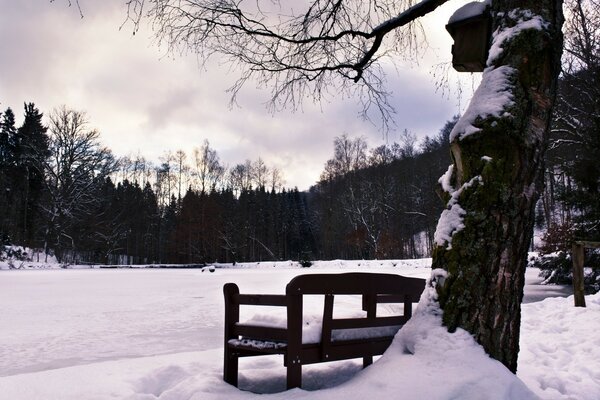 Snow-covered bench at dusk - rear view