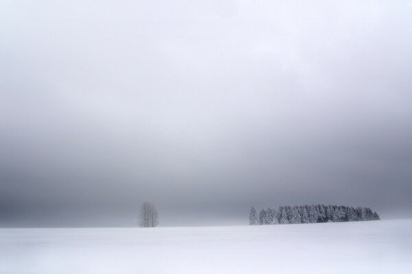 Winterlandschaft Wald im Nebel