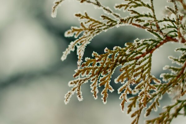 Frosty tree branch near