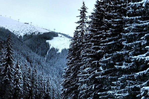 Beautiful winter trees in the snow