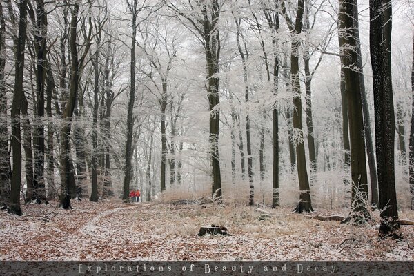 Winter Park. Alley of Silence