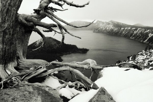 Baum in der Nähe des Sees im Winter