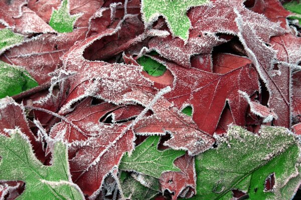 L inverno è arrivato. La natura fa il suo