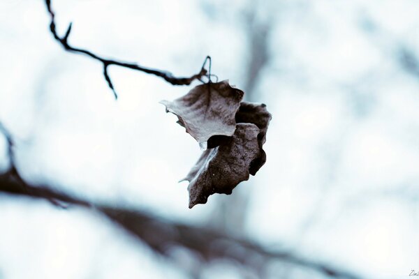 Las últimas hojas de otoño en el árbol