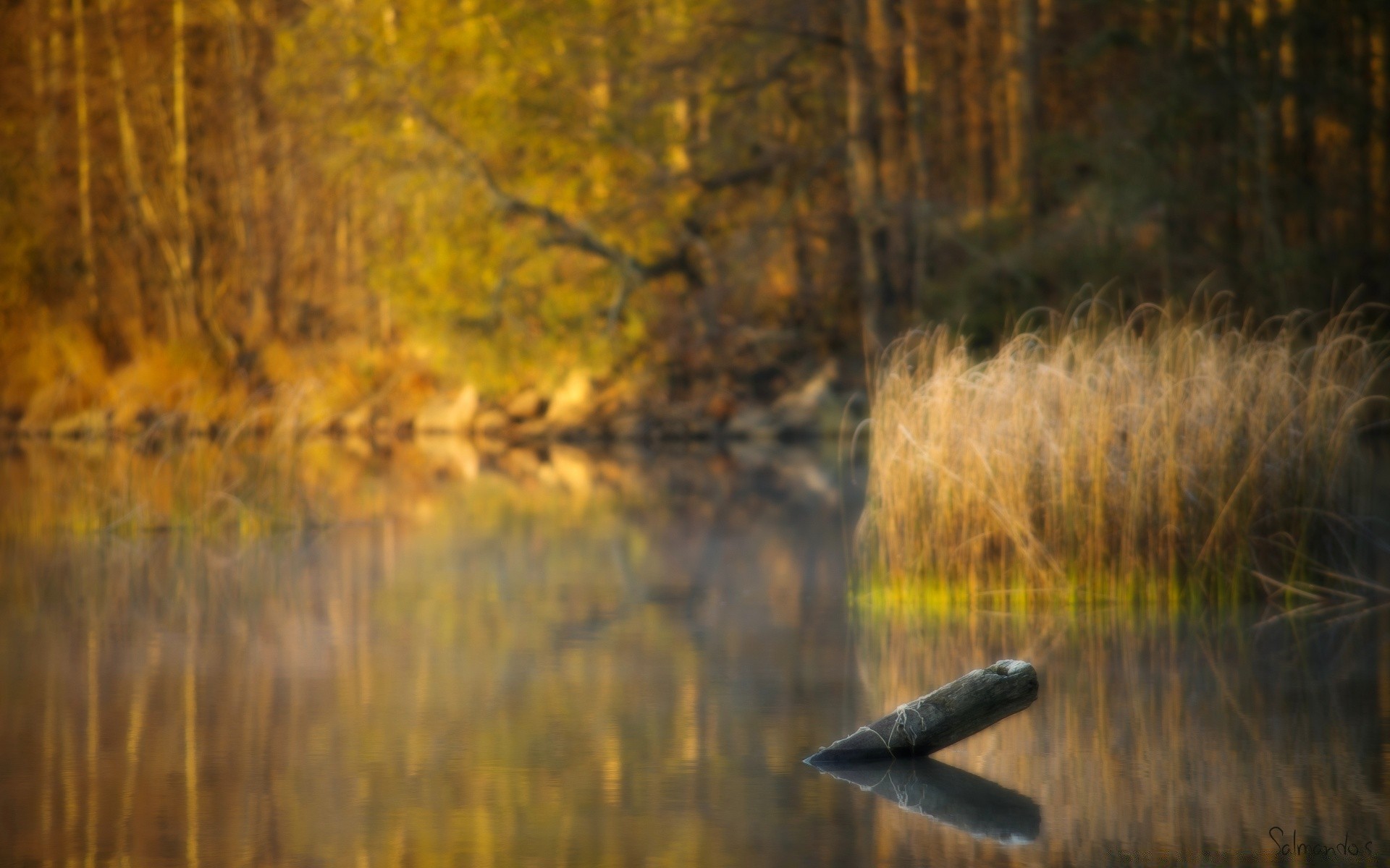 lago reflexión otoño árbol agua amanecer madera paisaje río naturaleza noche al aire libre puesta de sol luz oro parque color