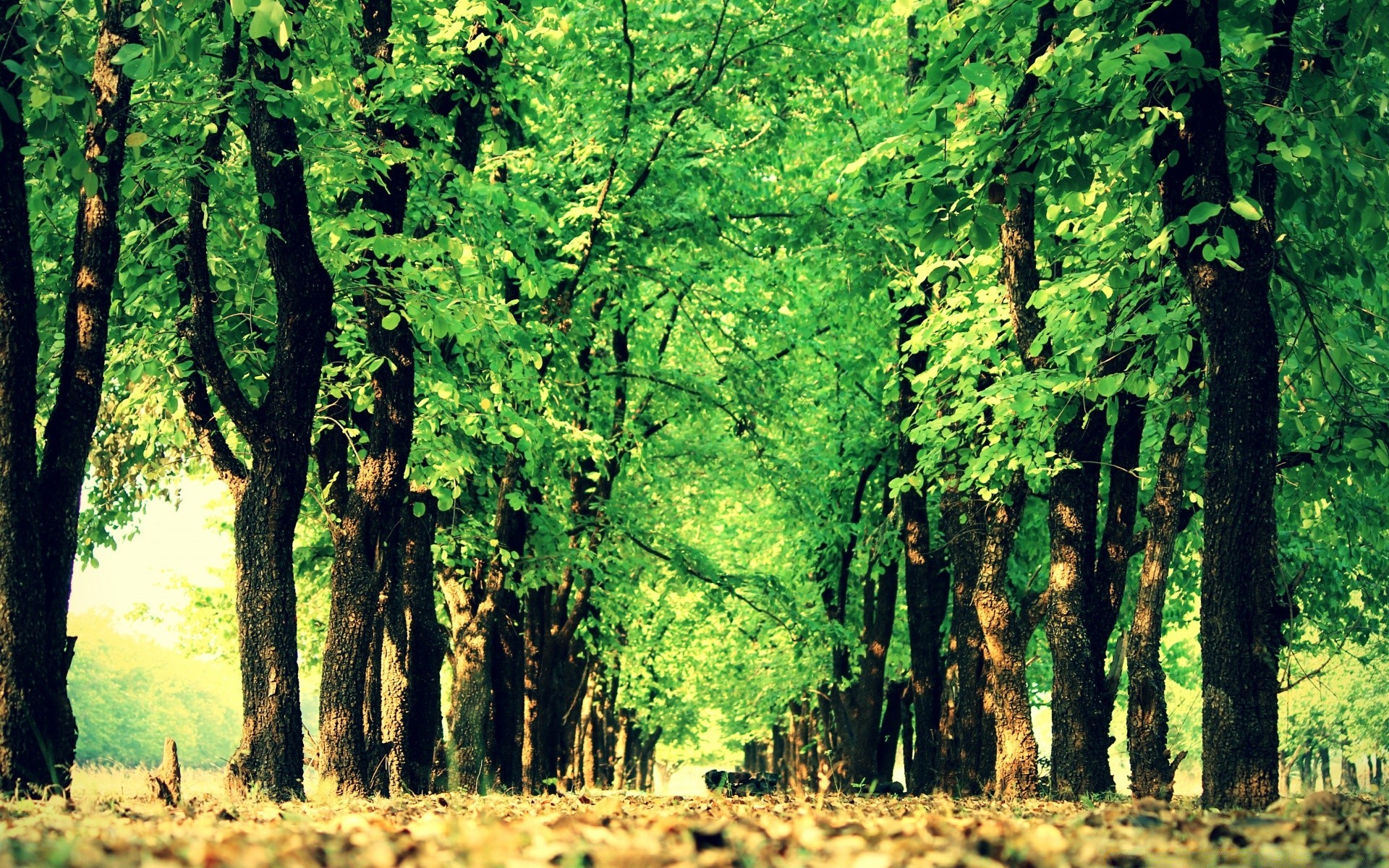 manzara ahşap ağaç manzara doğa yaprak ortamlar park açık havada sezon güzel hava flora şube şafak gövde rehber güneş doğal büyüme yol manzaralar