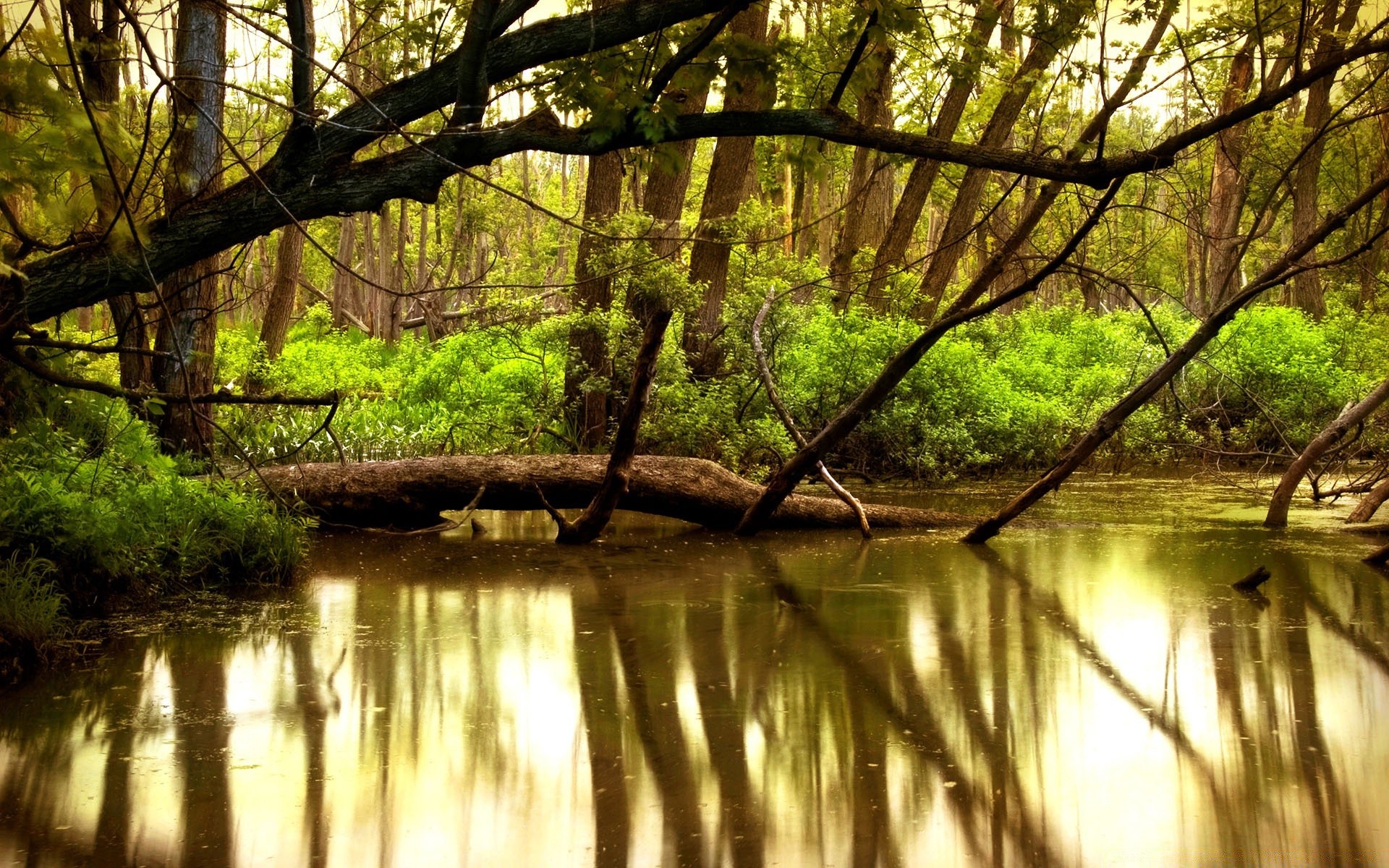 озера древесины воды природа пейзаж дерево лист река отражение парк хорошую погоду на открытом воздухе пышные солнце лето среды свет рассвет осень живописный